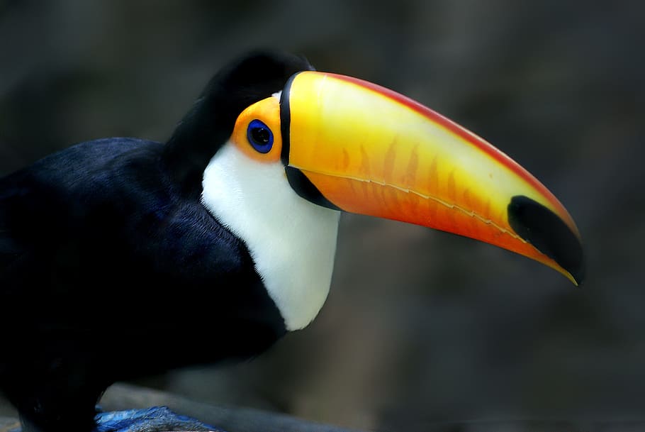tucano, bird, Tucano, Bird, toucan, animal, wildlife, nature, beak, multi Colored, animals In The Wild