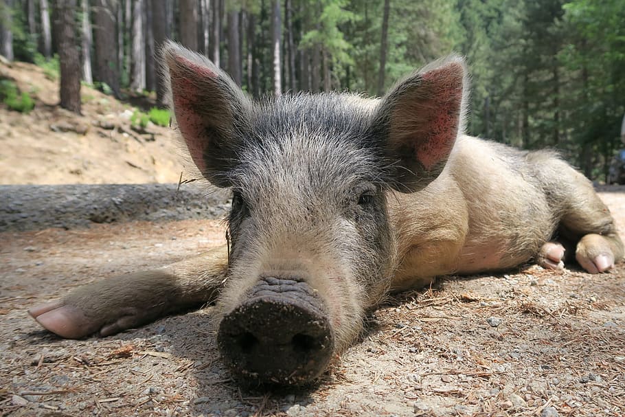 grey, piglet, resting, floor, pig, wild pig, little pig, corsican, pig corsica, corsican charcuterie