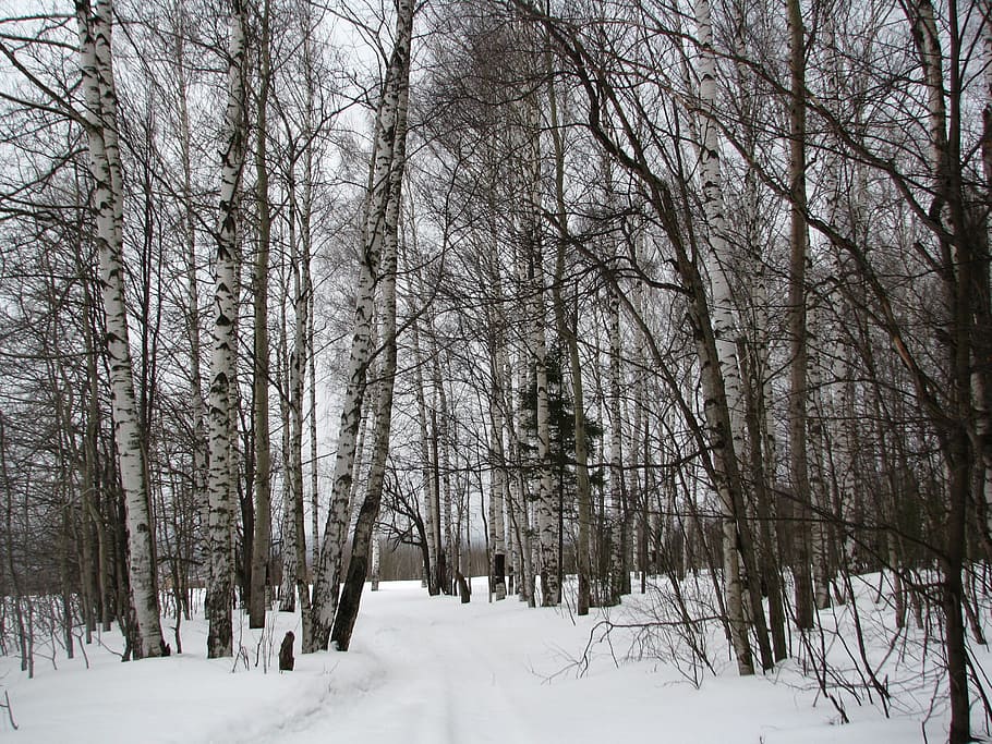 winter, forest, birch, frost, winter forest, snow, landscape, nature, thicket, trees