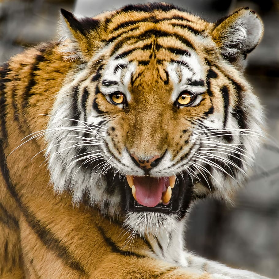 wild, life photography, roaring, tiger, tiger head, predator, cat, stripes, beautiful, animal world