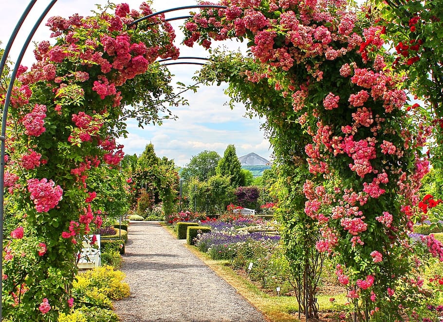 merah muda, gerbang bunga busur, closeup, foto, europarosarium, mawar, taman mawar, sangerhausen, thuringia jerman, alam