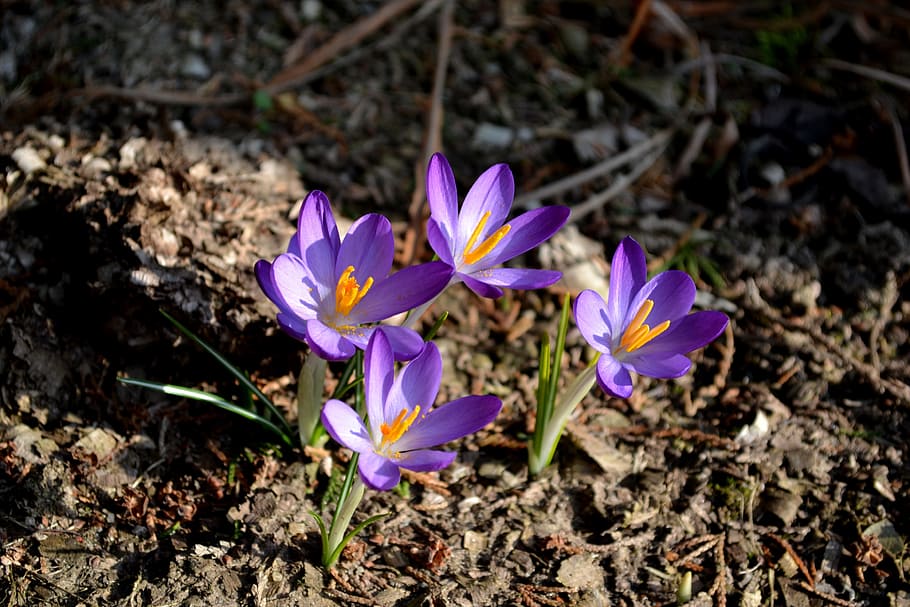 Krokus, Flower, Saffron, Plant, Violet, garden, nature, spring, purple, fragility