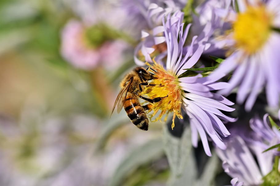 bee, honey bee, insect, aster, blossom, bloom, pollen, macro, flower, close up