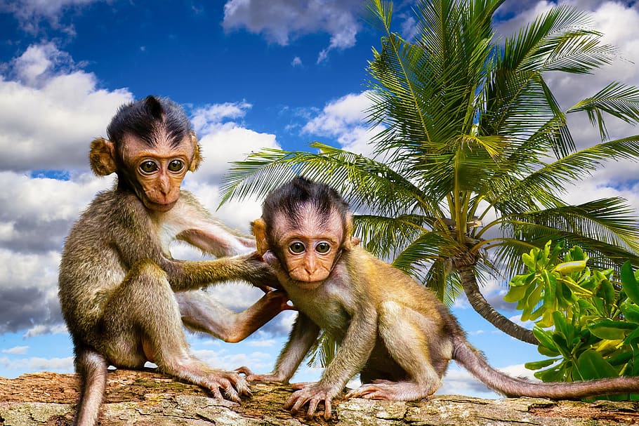 two, brown, monkeys, sitting, tree, nature, animals, ape, palm, log