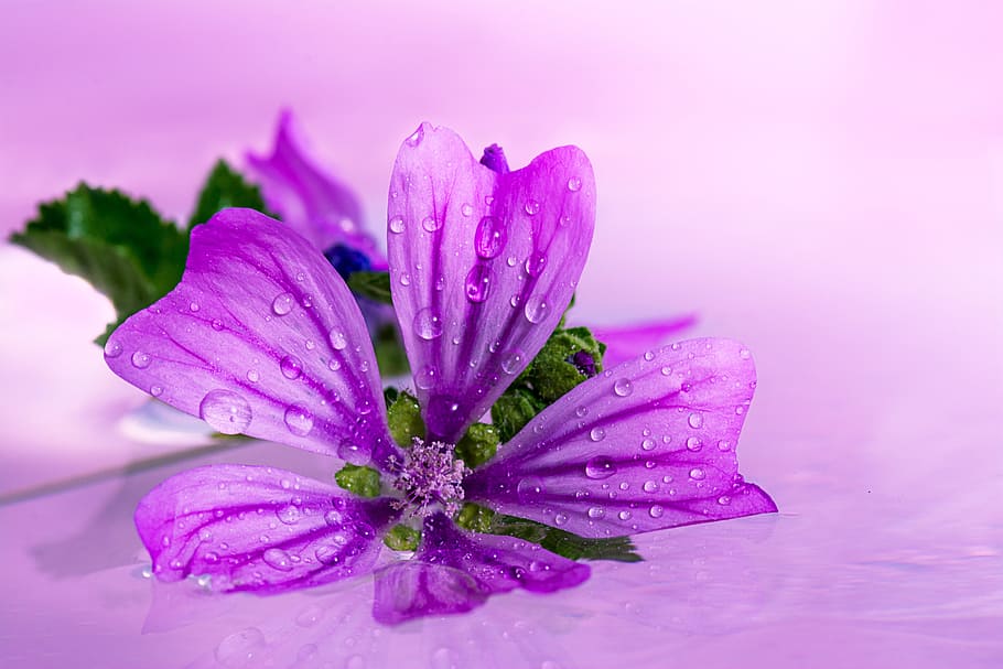 close-up photo, purple, 5-petaled, 5- petaled flower, flowers, wild, flower, nature, wild flowers, wild flower