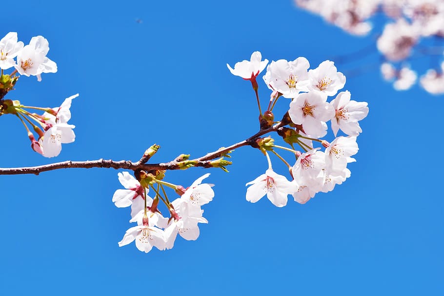 Primer plano, foto, blanco, flores de los árboles, azul, cielo, república de corea, seúl, anyangcheon, flor de cerezo