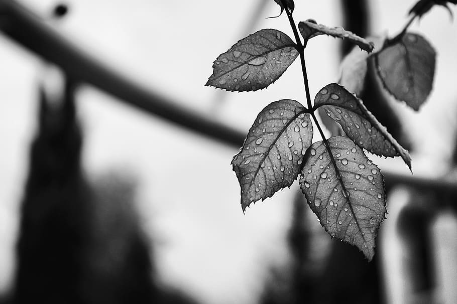 nature, leaves, water, rain, drop, veins, black and white, monochrome, leaf, plant part