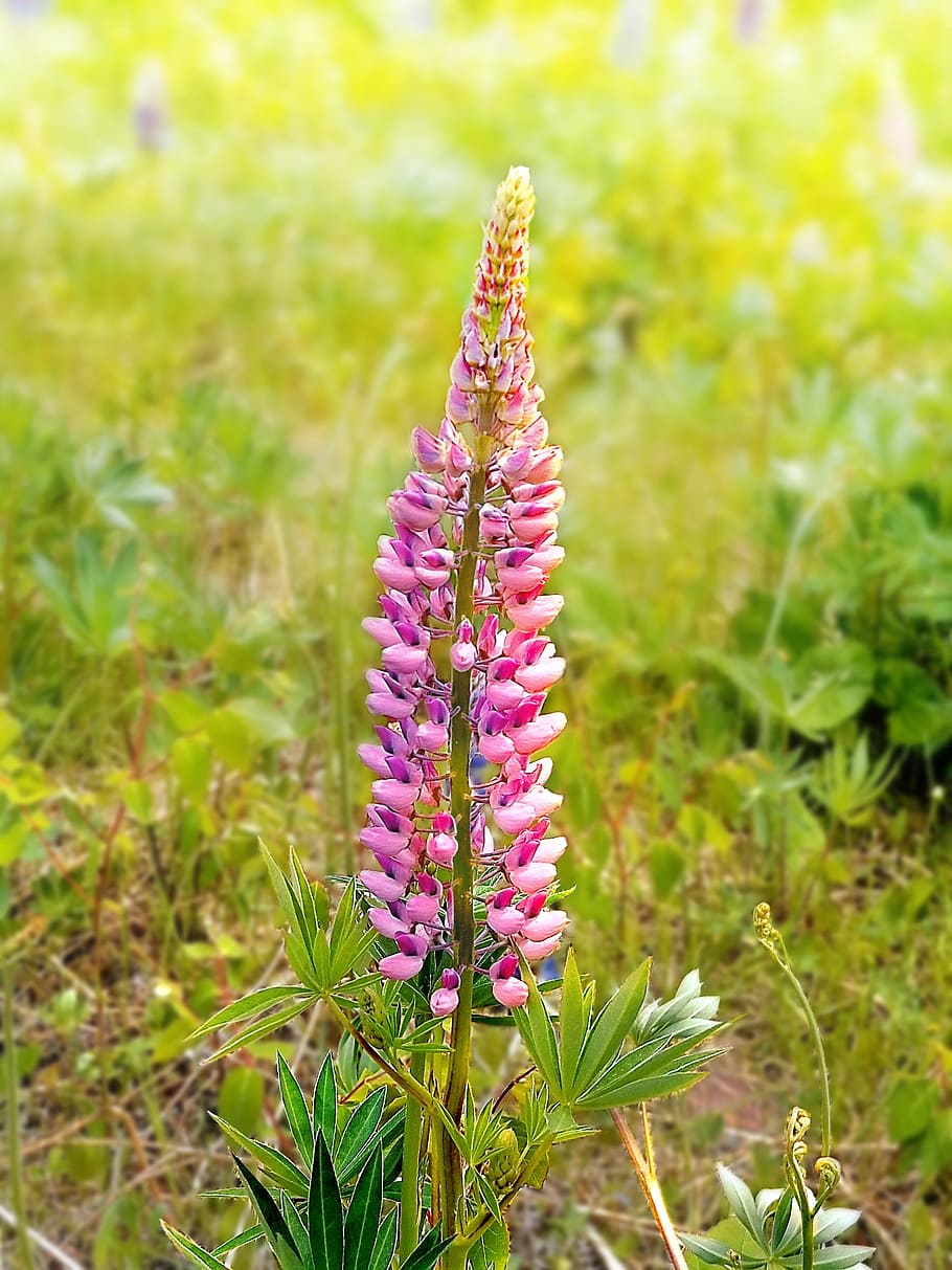 Flowers, Spring, Lupins, Pink, Garden, floral, blossom, colorful, nature, flower