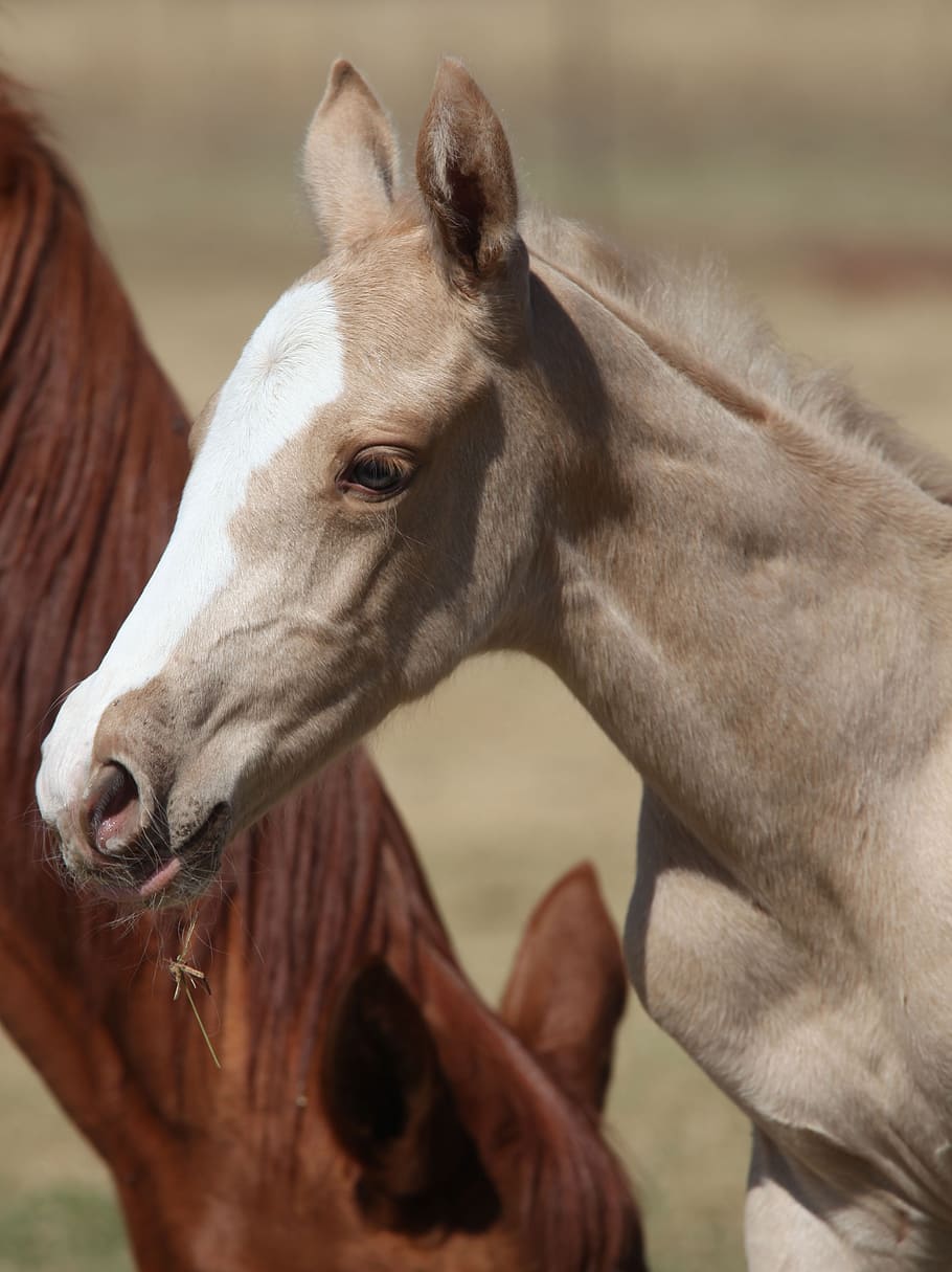 gray horse, Horse, Foal, Palomino, horse foal, palomino foal, equine, animal, mammal, young