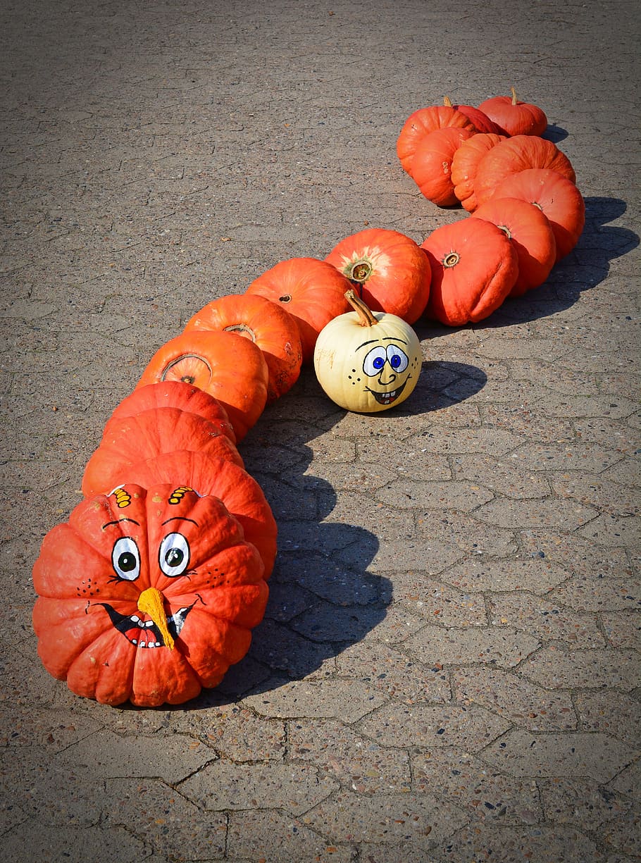 pumpkin, funny, painted, caterpillar, harvest time, sale, decoration, benefit from, pumpkin yard cordes, thanksgiving