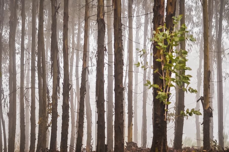 niebla, árboles, bosque, naturaleza, paisaje, neblina, maderas, oscuro, escénico, medio ambiente