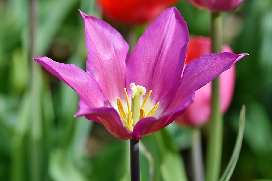 fotografía macro, púrpura, flor de pétalos, tulipán, schnittblume, flores de primavera, sello, estambres, pétalos, flor