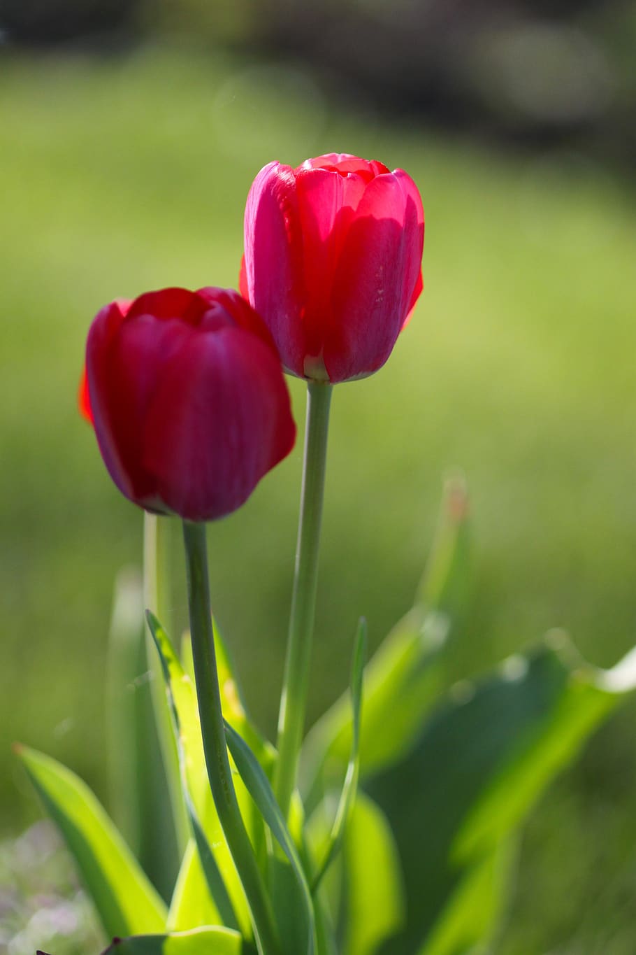 tulips, spring, flowers, beauty, nature, plant, garden flowers, the beauty of nature, red, plants
