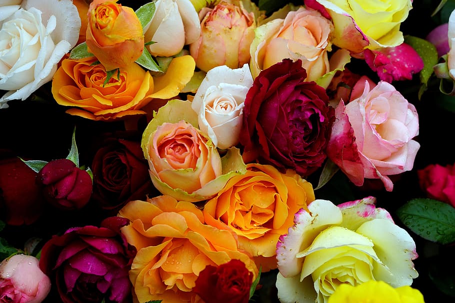 percintaan, mawar, cinta, mawar merah, indah, putih, buket, bunga-bunga, romantis, tanaman