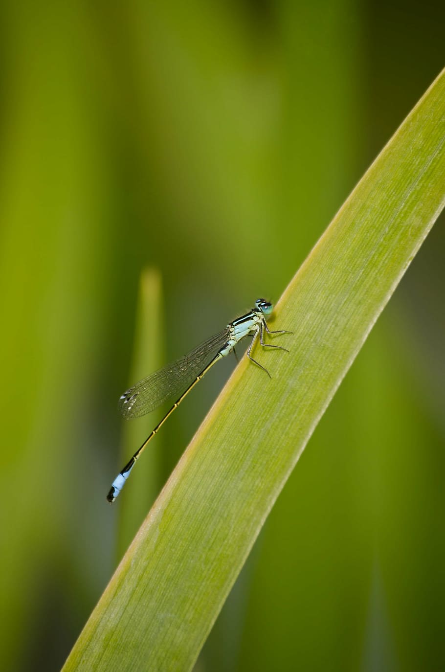 dragonfly, grass, reed, insect, wing, nature, flight insect, green, close, summer