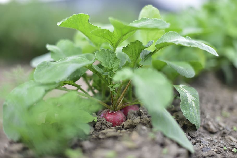 radish, eco-friendly, vegetables, flowerbed, agriculture, leaf, plant part, food and drink, growth, food