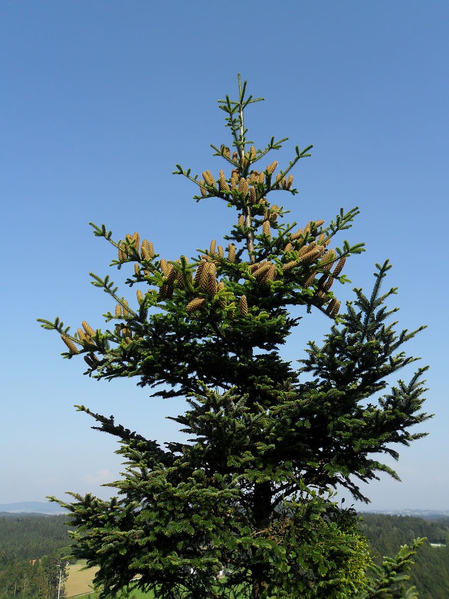 crown, fir, christmas tree, pine cones, plant, tree, growth, sky, beauty in nature, clear sky