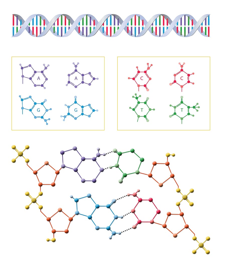foto, collage de átomos, ADN, biología, ciencia, molécula, genética, gen, médica, estructura