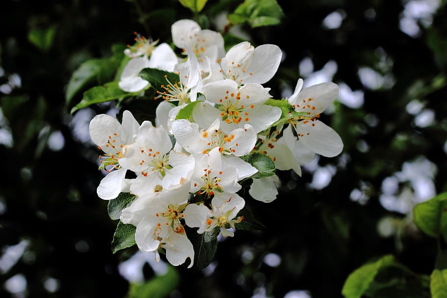 Flowers, Pollen, Spring, Plant, Bloom, flower, white color, blossom, fragility, apple blossom