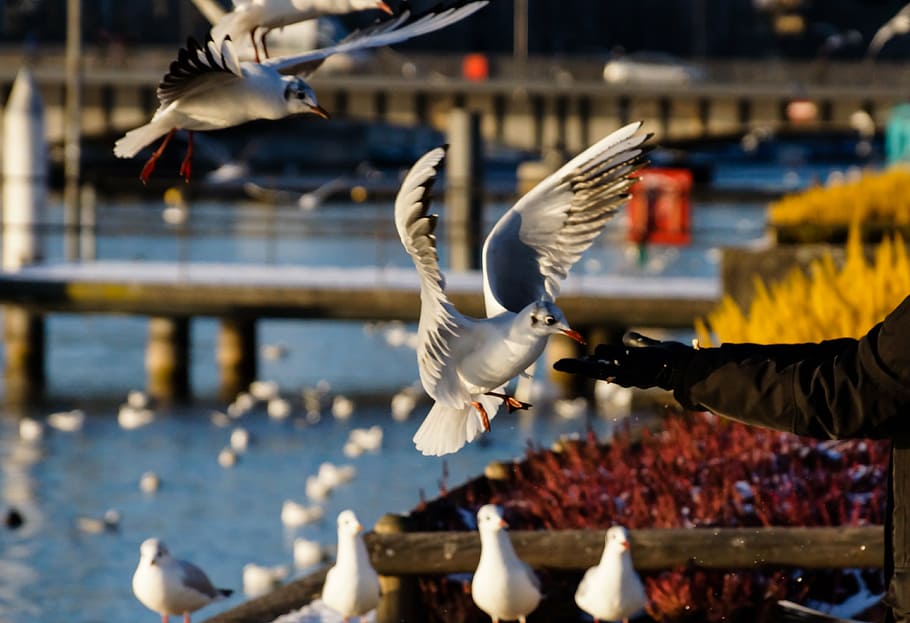birds, food, feeding, hand, hand fed, trust, flight, wild, seagull, lake