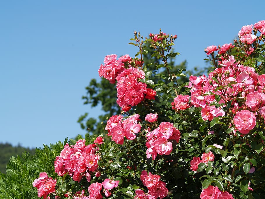 цветы, розы, отдых, розовый, природа, pink Color, flower, summer, tree, plant