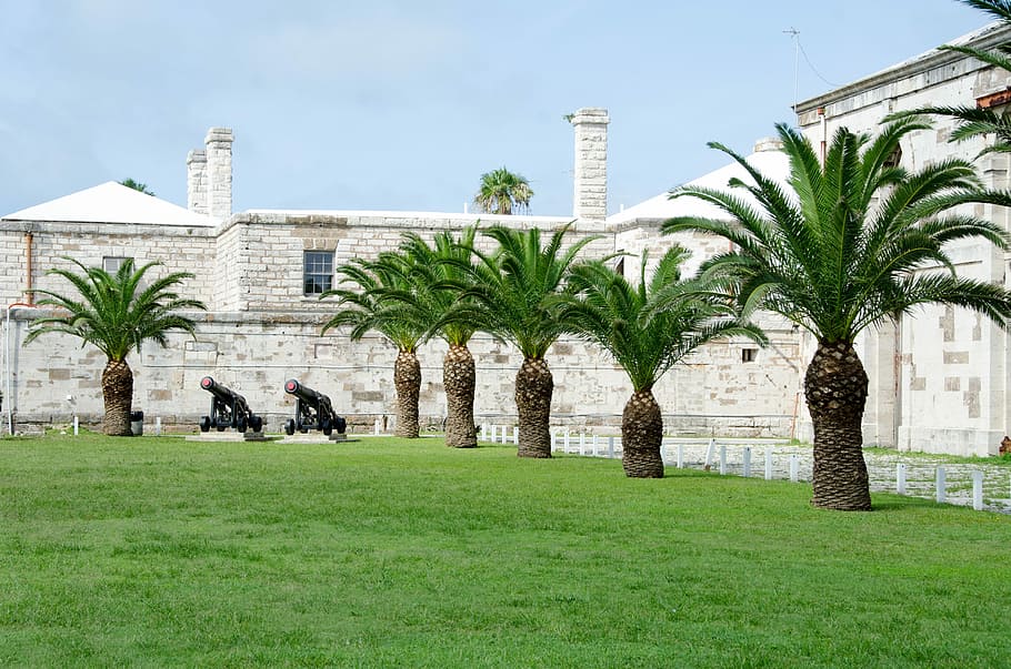 palm tree, bermuda, vacation, palm, plant, tree, grass, architecture, built structure, building exterior