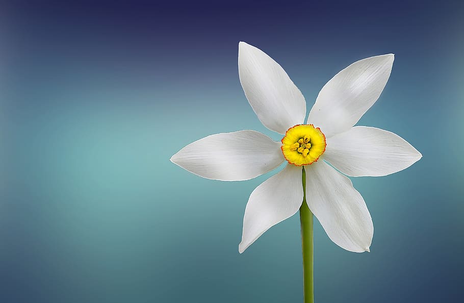 white, petaled flower, flower, beautiful, beauty, bloom, blooming, blossom, blue background, botanical