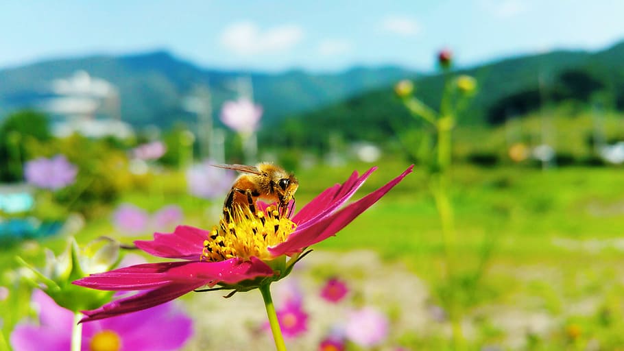 Setembro, fotografia, macro, vespa, margarida, flor, planta de florescência, temas animais, animal, invertebrado
