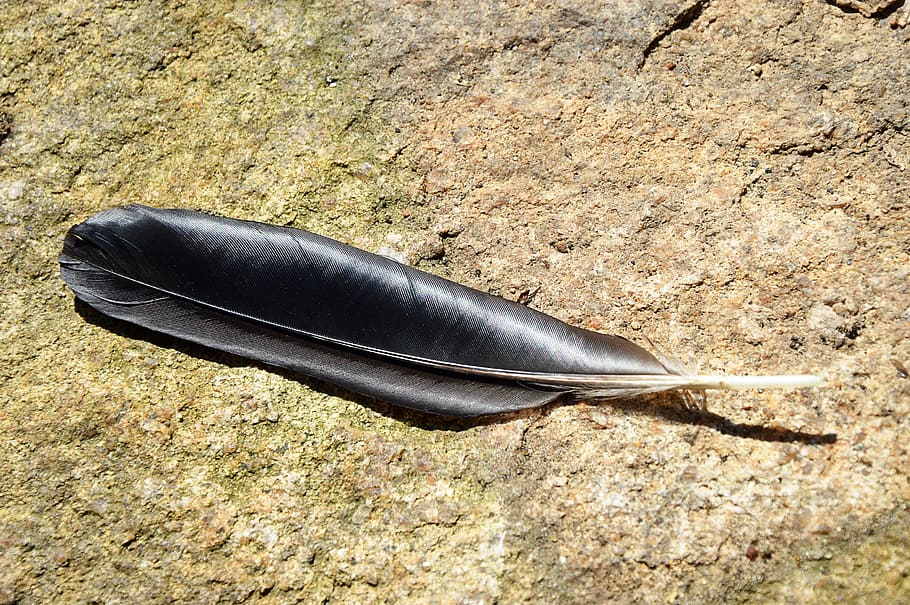 feather, black, glazed includes, high angle view, day, softness, nature, close-up, directly above, black color