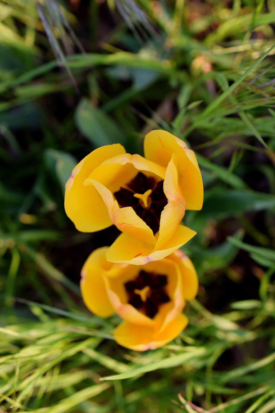 yellow tumor, tulips, flowers close-up, spring, blossom, bloom, yellow, nature, garden, spring flower