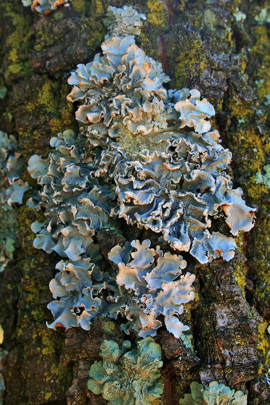 lichen, trunk, mossy, nature, forest, moss, wood, bark, texture, surface