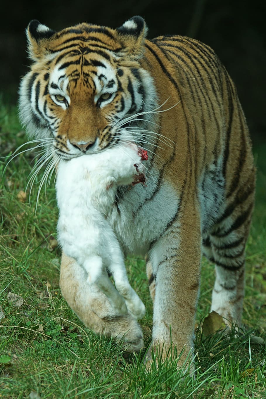 amurtiger, tiger, predator, cat, carnivores, dangerous, siberian, hare, food, wildlife photography