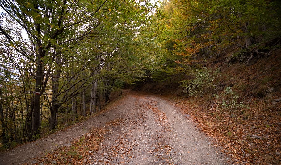 road, path, green, grass, trees, plant, forest, leaf, fall, autumn