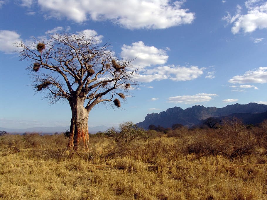 árbol desnudo, hierba, montaña, baobab, áfrica, baobab dino, árbol, cielo, planta, ambiente