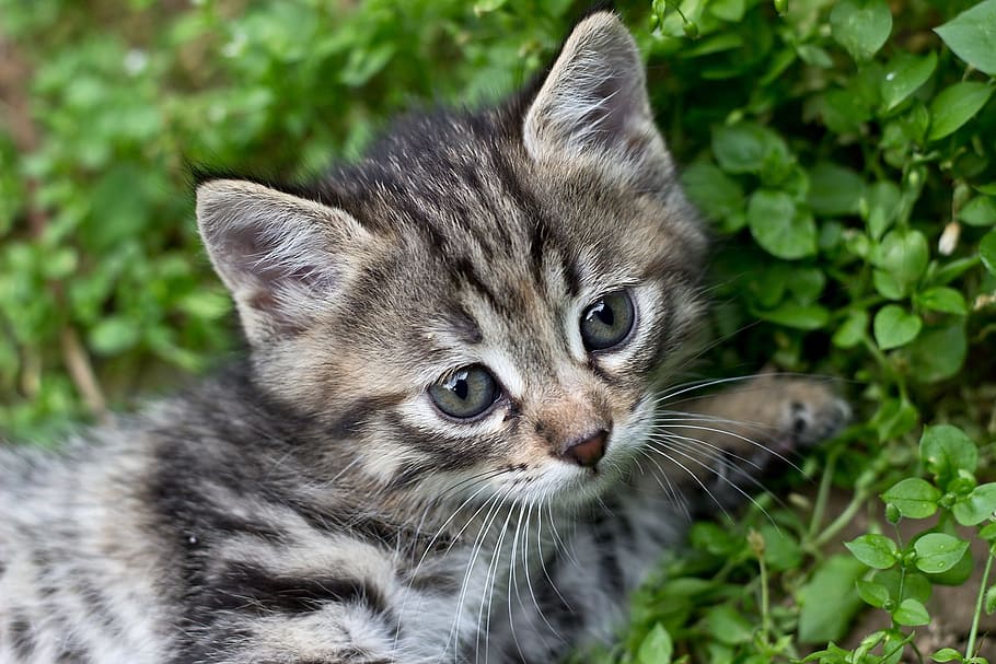 gray tabby kitten, tabby kitten, gray kitten, cat, pet, domestic, feline, tiny, sad, sadness