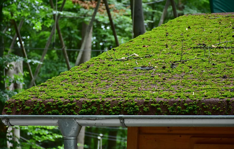 green, Roof, Brick, Moss, Roofing, House, house roof, tile roof, bemoost, home