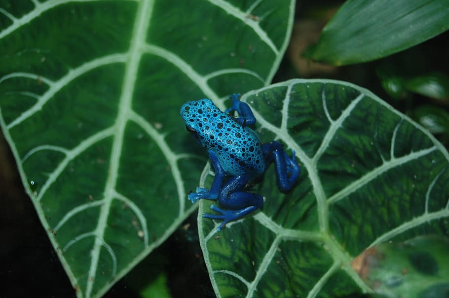 blue, teal frog, leaf, frog, poison, dart, amphibian, toxic, macro, exotic