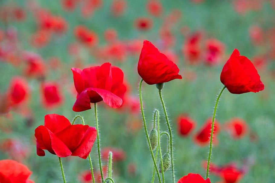 poppies, field, yorkshire, summer, remembrance day, tranquillity, summer field, red, poppy, british
