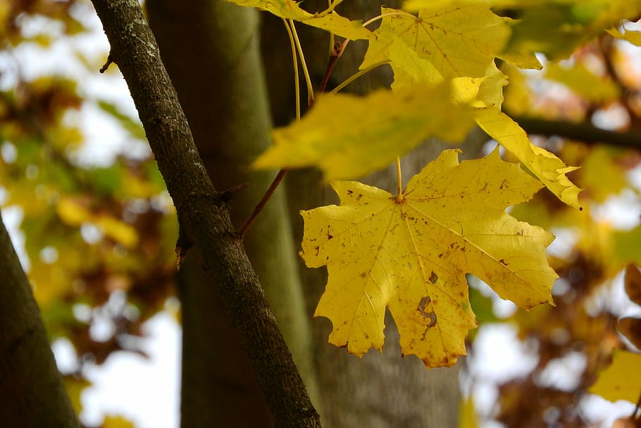 leaves, Norway Maple, Maple Leaves, acer platanoides, yellow leaves, autumn leaves, autumn, yellow, leaf, day