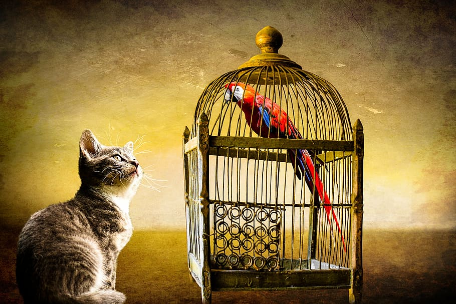 gato, assistindo, pássaro, dentro, gaiola, animais, papagaio, pego, segurança, preso