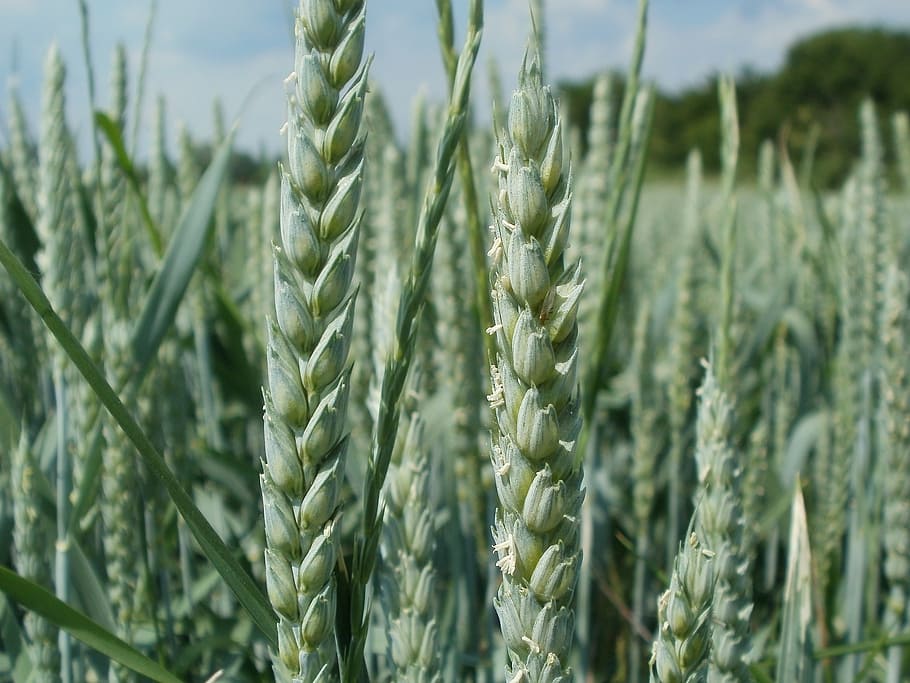 wheat, field, ear, head, spica, agriculture, crop, grain, cereal, growth