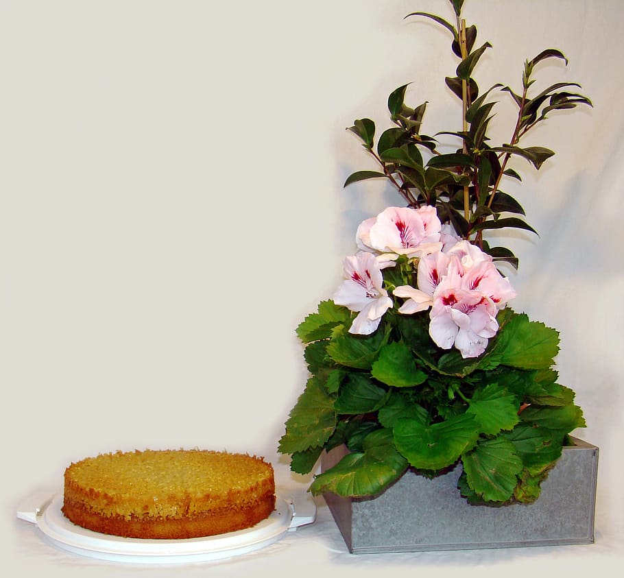 tosca cake, cakes, cake, good, english pelagon, freshness, plant, flower, indoors, flowering plant