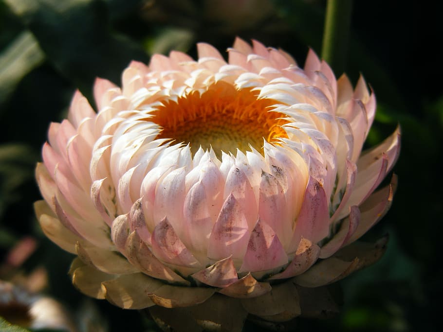 pink, everlasting, daisy, flower, tilt, shift, lens, photography, xerochrysum bracteatum, strawflower