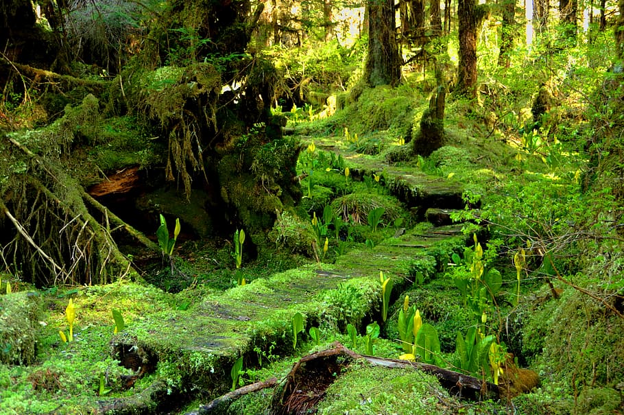 moss, forest trees, skunk cabbage, woods, plant, land, tree, tranquility, green color, forest