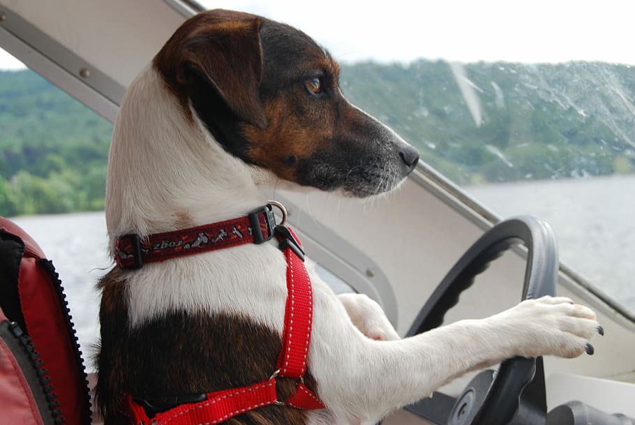 dog driving vehicle, Jack Russell Terrier, Dog, Cute, funny, pets, domestic animals, one animal, animal themes, transportation