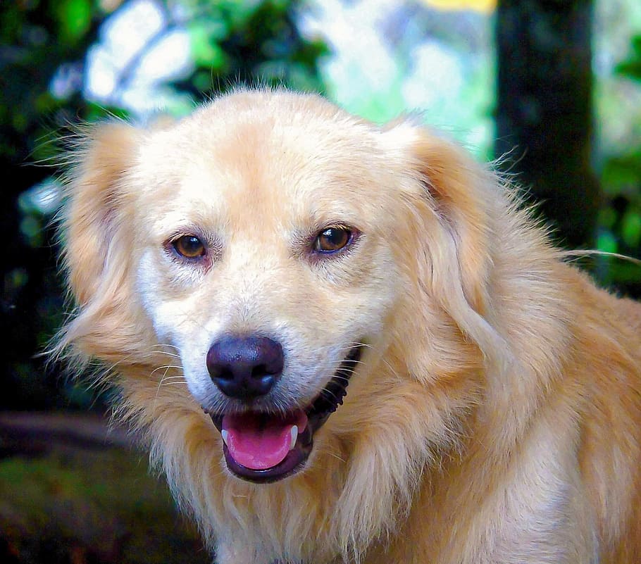 close-up photography, light, golden, retriver, dogs, pets, puppy, smile, animal, cute
