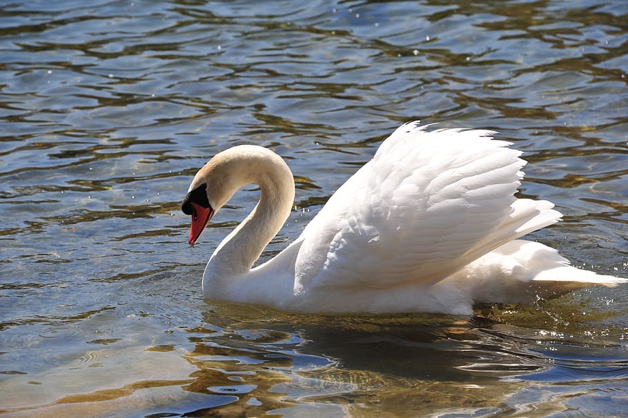 white, swan, body, water, daytime, lake, nature, elegance, wild, wildlife