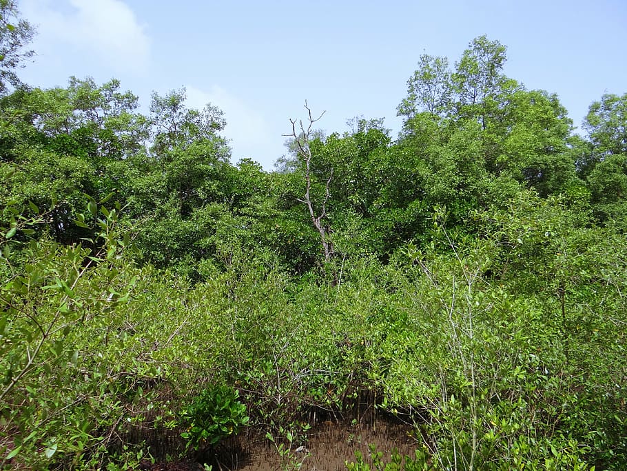 manglares, estuario del río terekhol, pantano, goa, india, planta, árbol, crecimiento, color verde, belleza en la naturaleza