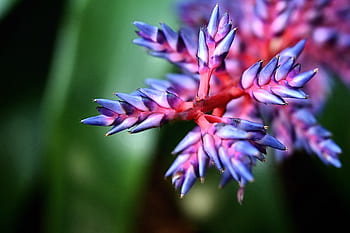 Fotos flor de bromelia libres de regalías | Pxfuel