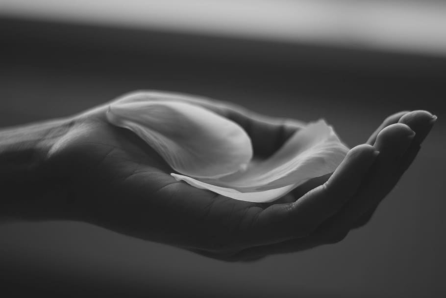 petal, hand, palm, black and white, human hand, human body part, one person, close-up, indoors, human finger